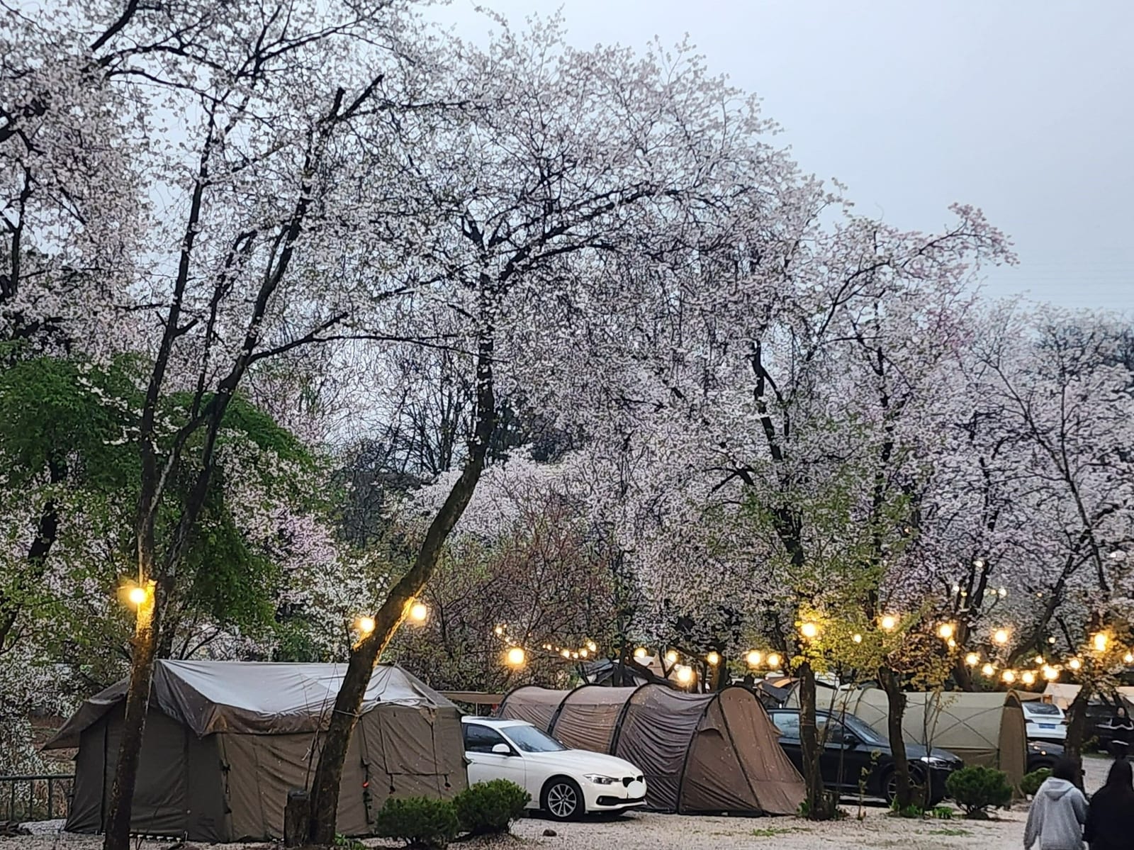 포천 단체숙소 벚꽃 핀 글램핑 마당